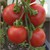 tomaten-01